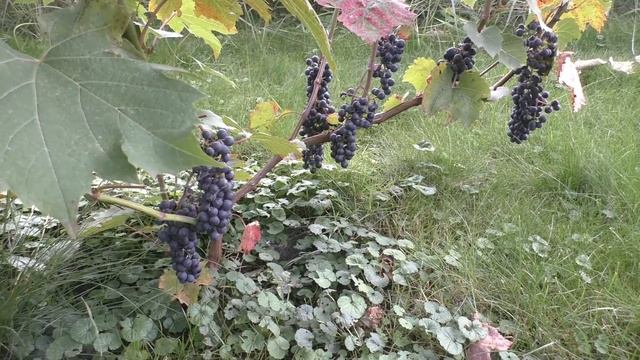 Состояние технических и универсальных сортов винограда на конец августа 2021 смотреть онлайн