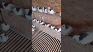 Голуби Василича молодые голуби пермские гривуны. Дата:4 мая 2021г.