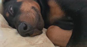 Собака храпит | сделали прививку | гуляем с доберманом