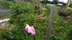 Дуб красный, зимостойкие сибирские розы, калина Снежный шар