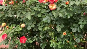 РОЗА ФЛОРИБУНДА....Роза флорибунда Санрайз Роуз Сатирана.