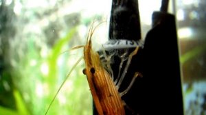 КАК ПИТАЮТСЯ КРЕВЕТКИ ФИЛЬТРАТОРЫ