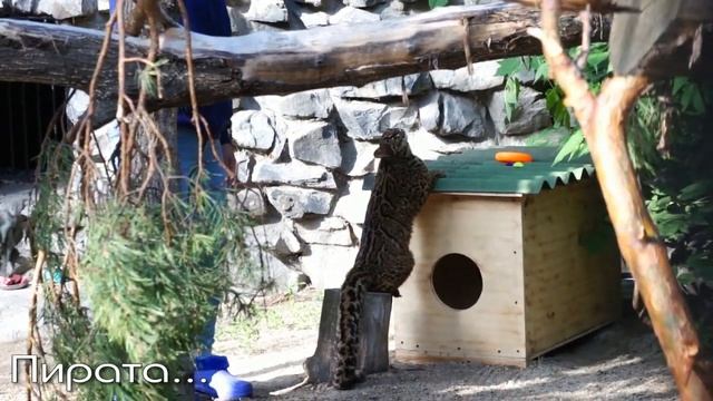 Котенка пары мраморных кошек Диа и Пирата перевели в летний вольер. смотреть онлайн