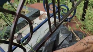 посадили сорняки и раскидали корвалол на могиле Альберта Кабуу