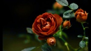 Не в словах молитвенных речей