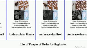 List of Fungus of Order Ustilaginales. anthracoidea ustilago mira smut nuda esculenta solani Brian