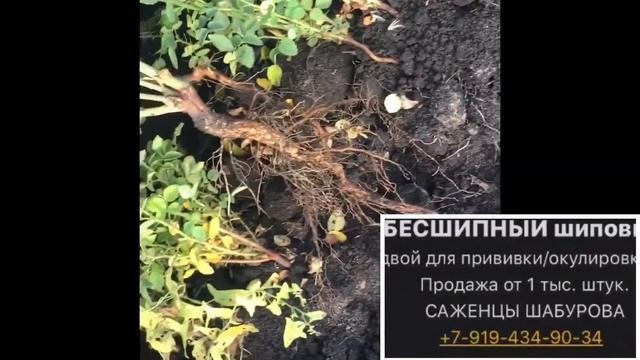 Шиповник бесшипный подвой для роз