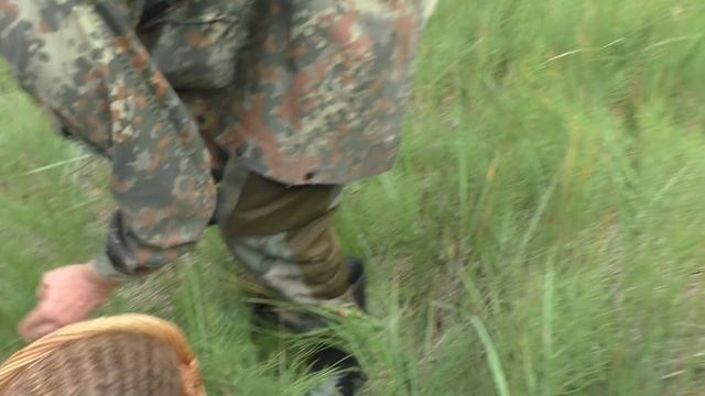 СЛАБОНЕРВНЫМ НЕ СМОТРЕТЬ! ГРИБЫ ПОДОСИНОВИКИ! смотреть онлайн