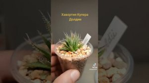 Хавортия Купера Долдии.