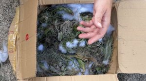 35 дней в темноте: Что стало с Тилландсиями?