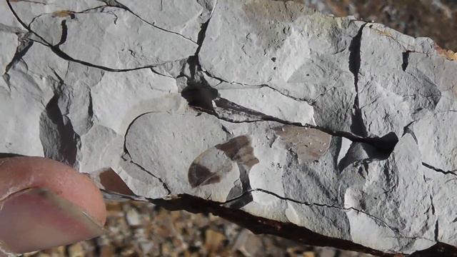 Fossil Hunting in Princeton for Eocene Plant and Insect Fossils