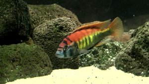 Pundamilia Nyererei Lake Victoria, with malawi chichlids.wmv