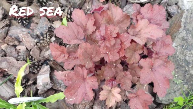 Гейхера сорт Red sea смотреть онлайн