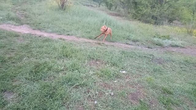 Питбуль / ПРОГУЛКА С ПИТБУЛЬТЕРЬЕР