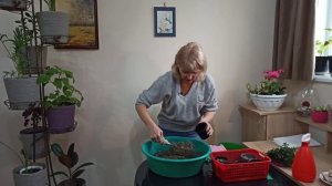 Как размножить самшит