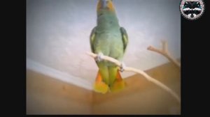 УГАРНЫЕ И СМЕШНЫЕ ВИДЕО ПРО ЖИВОТНЫХ СМОТРЕТЬ ВСЕМ