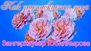 Роза  Зангерхаузер Юбилямрозе   как распускается  в режиме интервальной съёмки.