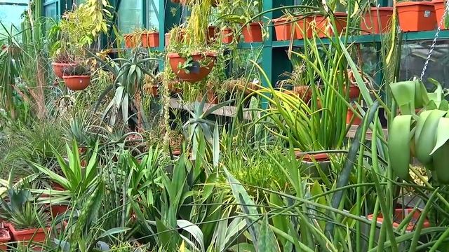 Растения пустыни. смотреть онлайн