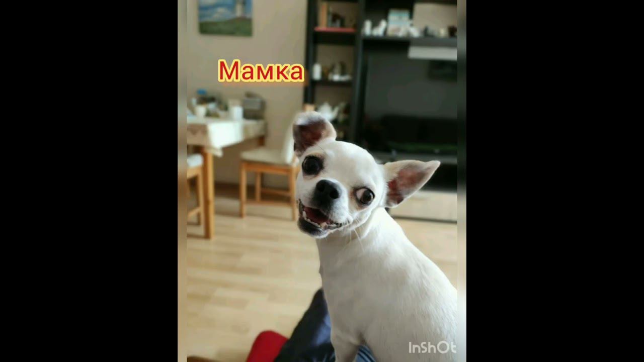 Щенки чихуахуа в продаже! Москва, Новая Москва