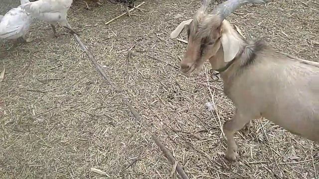 Коза-козёл, ОНО, гермафродит... Что это такое... смотреть онлайн