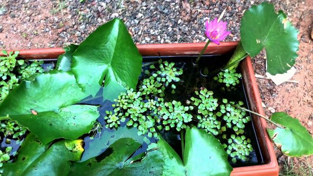 Mosaic Water Plant смотреть онлайн