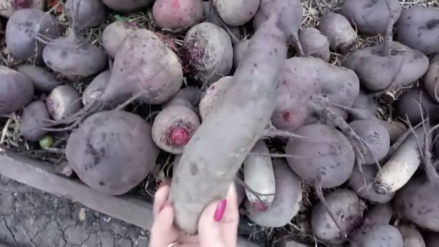 Морковь ОГРОМНАЯ, свёкла превосходная! Урожаем довольна! смотреть онлайн
