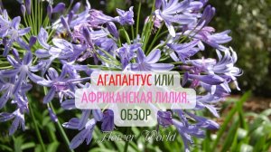 Агапантус или африканская лилия. Обзор?