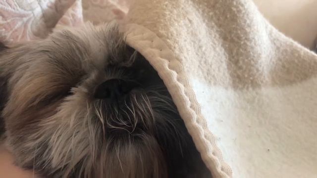 Как храпит шитцу смотреть онлайн