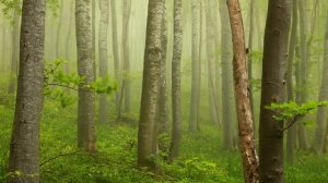 2 Тайная жизнь растений