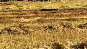 Комбайн Ростсельмаш РСМ-101 Вектор убирает лён со свала