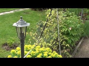 Как и чем лечить хлороз у клематисов и других растений !