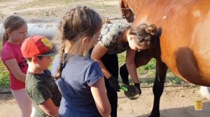 Подготовка  лошади к тренировке