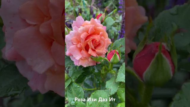 Роза Изи Даз Ит/rose Easy does it #розарий #садоводство #цветы #розы #roses #растения