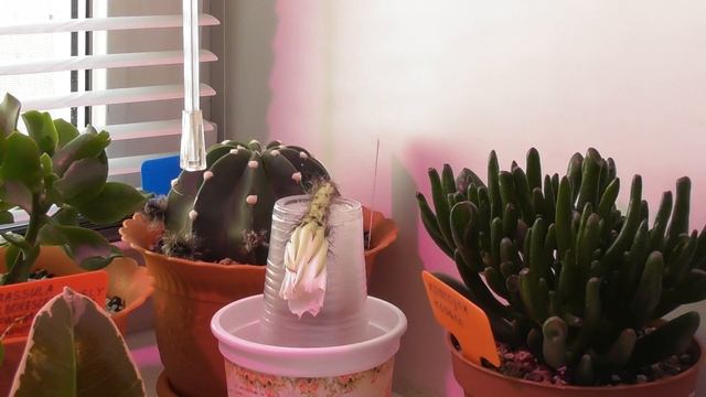Time-Lapse: Echinopsis subdenudata-Цветение