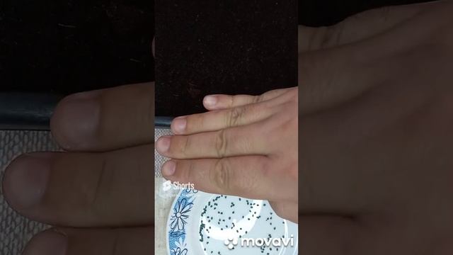 КАК Я САЖАЮ ЛУК ЭКСИБИШЕН НА РАССАДУ ИЗ СЕВКА. ОГОРОД НА КУБАНИ. shorts# смотреть онлайн