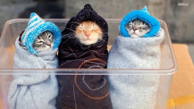 Эти милые, смешные кошки#2 смотреть онлайн