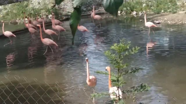 розовые фламинго алматы зоопарк смотреть онлайн
