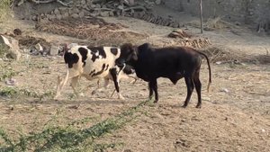 Amazing super fast horse Cow meeting !! Excellent animals meeting !!.. Cow meeting new video !!