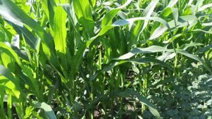 Можно ли сыпать опилки на огород. Кроличий навоз как удобрение.