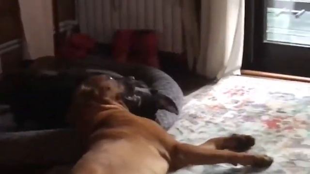 Тоса ,Корса и Грифон - настоящая мужская дружба! смотреть онлайн