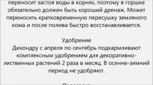 Дихондра уход