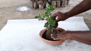 How to make Chinese Banyan, Ficus Microcarpa Bonsai from cutting