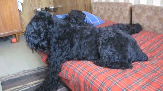 Не нагулялись.Подумаешь 10 км по лесу... смотреть онлайн