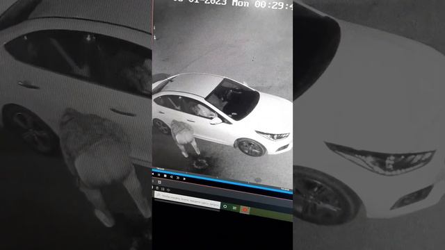 станица Брюховецкая  приезжие в край ахирели чмошники