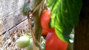 Томат Настенька на 25 августа