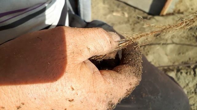 Как быстро размножить малину, самый эфективный способ. смотреть онлайн