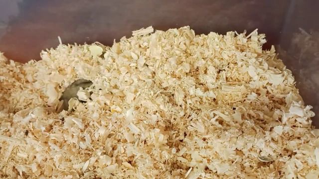 #хомя/#хомяк/#жизнь/#hamster/джунгарик
