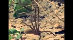 Противостояние паука и ядовитой Черной Вдовы \ Confrontation and poisonous spider the Black Widow