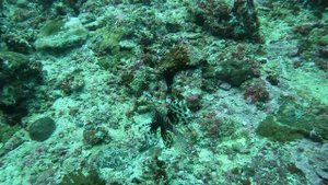 Крылатка зависла