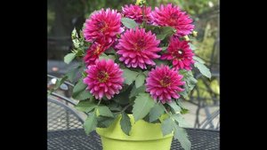 Вкратце. О комнатном георгине